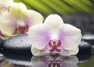 Азалия Орхидея декор 1